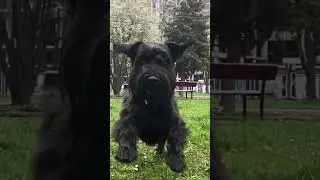 Привіт! #movie #nicedog #coolvideos #funny #bestdogforkids #bestdogsintheworld