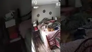 Animals react as earthquake rattles Tennessee