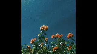 [free for profit] powfu x rxseboy x lo-fi type beat - 