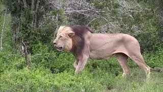 Lion stalking Warthog with Alan Tours in the Addo Elephant National Park