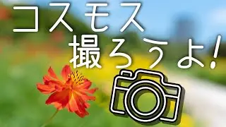 【カメラ初心者向け】コスモス撮影！おすすめの撮り方を紹介！