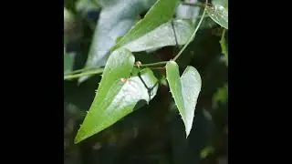 Aritjol