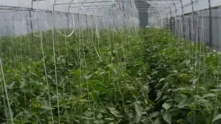 Sera cu rosii , Moldova