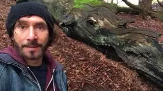 The oldest trick in Hollywood