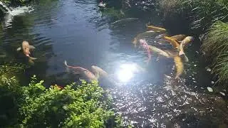 Koi at the Tulsa Historical Society