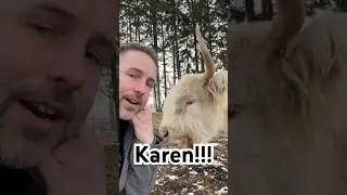 Это не та же самая корова...