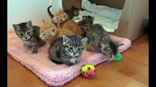 Our Foster Kittens Get A New Enclosure