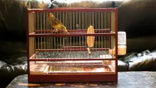 Canary Spanish Timbrado / Kanarinac Timbrado