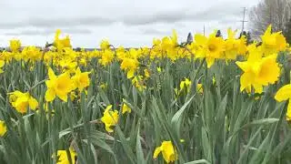 Daffodil&rsquo;s Delight&hellip;