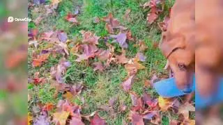 COMMENT YOUR THOUGHTS! Adorable Doggo's Autumn Adventures  Tummy Time, Frisbee Fun, and Leafy Rolls!