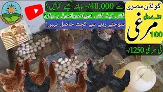 Golden misri hens | golden misri desi murgi ande wali | murgi farm kaise bnae@everbrownfarms