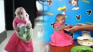 So Smart monkey Icy holds Green Vegetable for mummy to cook food for her, Yummy times