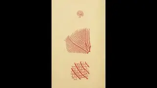 Bennett's Seaweed Song