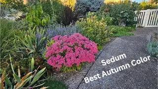 Plant of the Week Sedum, Drought Tolerant Beauty with Stunning Texture & Fall Color Zone 7