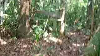 Camping do gordinho da BR 319 km km 298 temos trilha