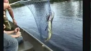 Huge Pickerel - Peconic Lake - Freshwater Fish, Long Island, NY