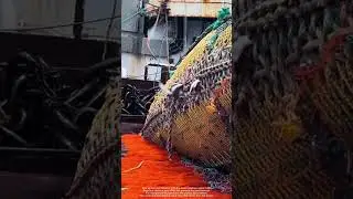 Massive Fish Haul at Sea