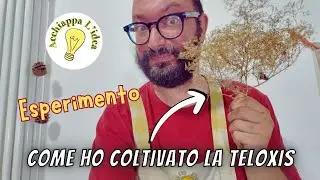 Come coltivare la Teloxis 🌱