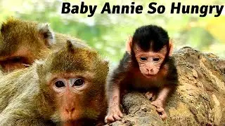 Poor Baby Monkey Annie So Hungry, She Find A Food Around Mom For Eat.