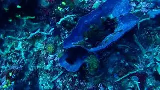 Eagle Ray and Coral Tour, Jimmys Wall, Komodo, Indonesia