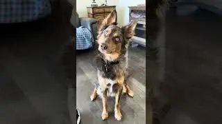 Everyone ignored my bark&hellip; big mistak!