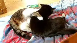 Busiga & gosiga kattsystrar, Ziri & Zaga