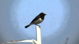 Chatty Cyprus Wheatear