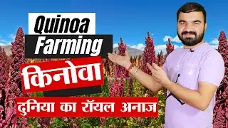 दुनिया के रॉयल अनाज की खेती | Quinoa farming in india | Bhatua ki kheti | किनोवा की खेती  #farming