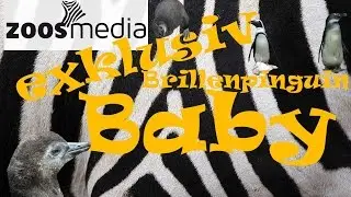 Exklusiv: Pinguin-Baby im Zoo Duisburg | zoos.media