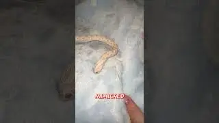 Curiosity | A Snake That Mimics Finger Movements? 😲 #SnakeChallenge