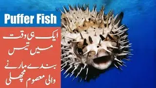 26 Interesting Puffer Fish Facts in Urdu & Hindi - Ugliest Deep Sea Creatures Documentary