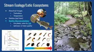 Stream Ecosystems (Workshop 3 Recording 5)