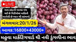 મહુવા થી લાલ અને સફેદડુંગળીના ભાવ🔥| 20/1/26 | White & Red Onion Market Rate Today💸| लाल ओर सफेद भाव🧅