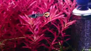 Yellow tiger endler hybrid
