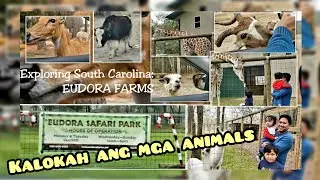 US LIFE| EUDORA FARMS: Animal Safari Park Adventure||Drive Thru Zoo @ Salley, SC