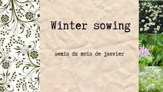 Je poursuis mes semis de fleurs et d'aromatique en extérieur : méthode du winter sowing