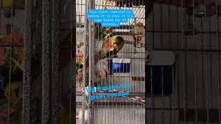 My bird learned how to ESCAPE the cage on it's OWN! #parrots #parrot