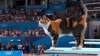 Cat cute, acrobatic swimming 