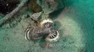Poisson d&eacute;mon -  Inimicus didactylus - Dolphin House Cebu