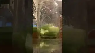Homemade pickles #lactofermentation #healthy