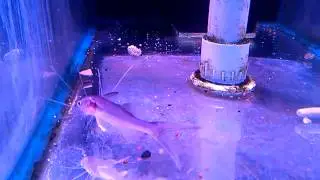 Threadfin Catfish