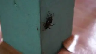 Ants Transporting Bug in Teamwork