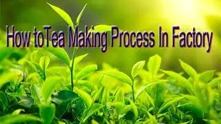 How to Tea Making Process In Factory