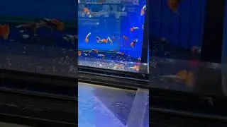 Beautiful colourful dumboears red platinum guppy male Guppies new video #shorts #guppy