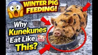 Why Our Kunekune Pigs Eat Like This All Winter