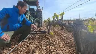 Labrando los viñedos