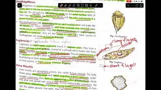 @biologyoversimplifiedbyanu4027 #biologicalclassification #kingdomprotista #ncertexplanation