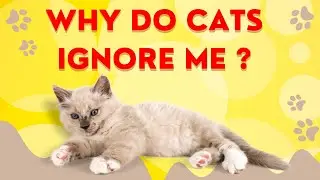 Why Do Cats Ignore Their Name When You Call Them? My cat always answers me when i call his name !!