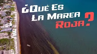 🔴🌊¿Qué es la marea roja?🌊🔴