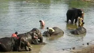 Elephant Bathing 1.avi
